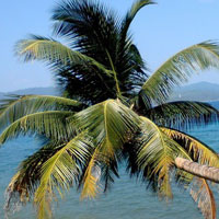 Andaman Beach Honeymoon Package Tour